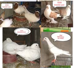 Fancy pigeons | Jacobin | frill back | nun | danish | king | owl
