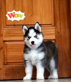 Siberian Husky puppy