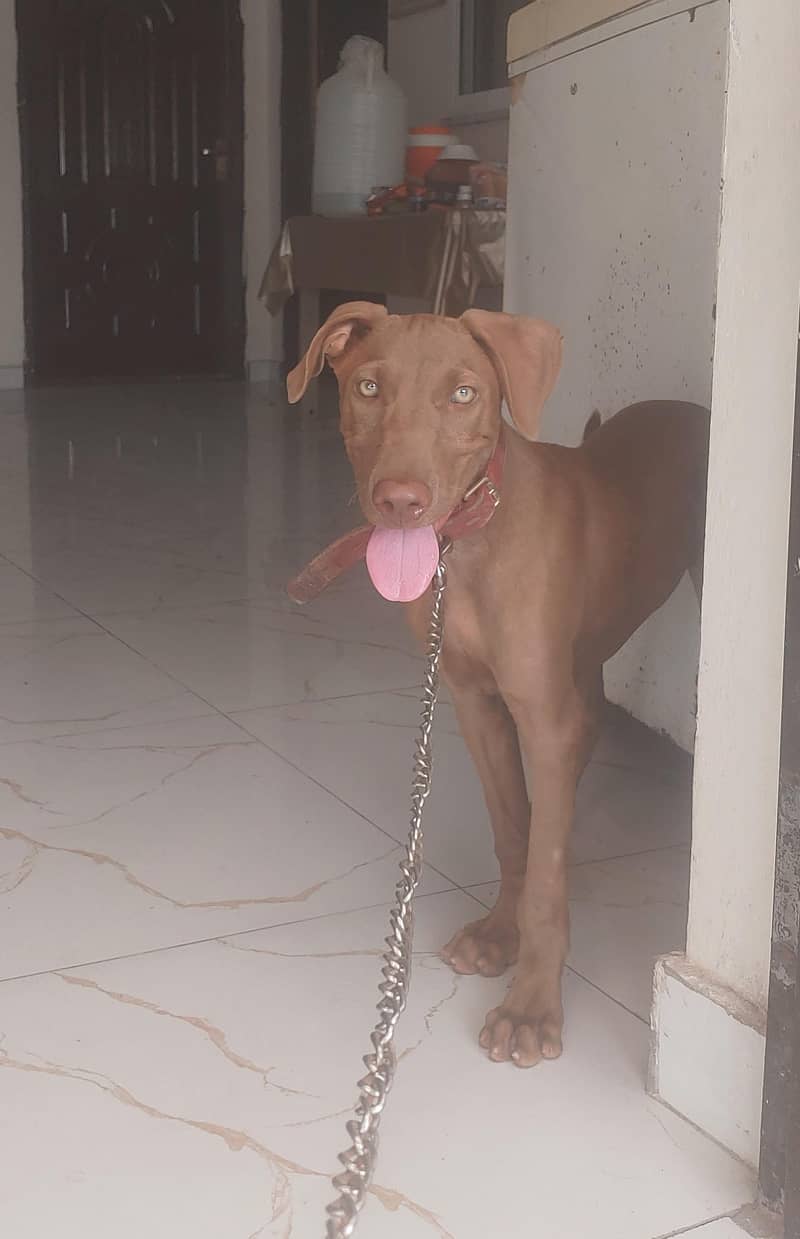 Oppurtunity for Pointer dog lovers. 0
