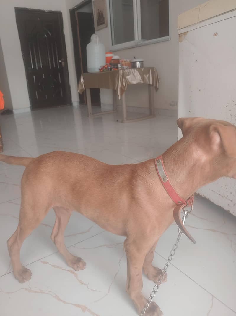 Oppurtunity for Pointer dog lovers. 1