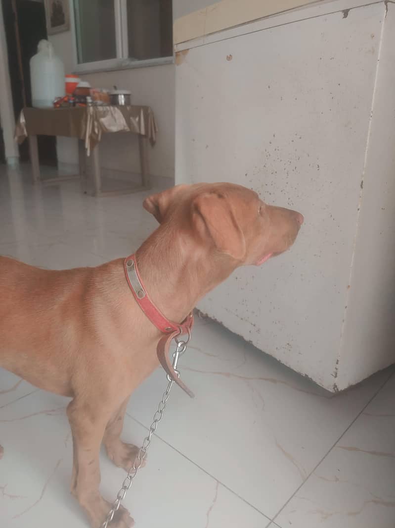 Oppurtunity for Pointer dog lovers. 2