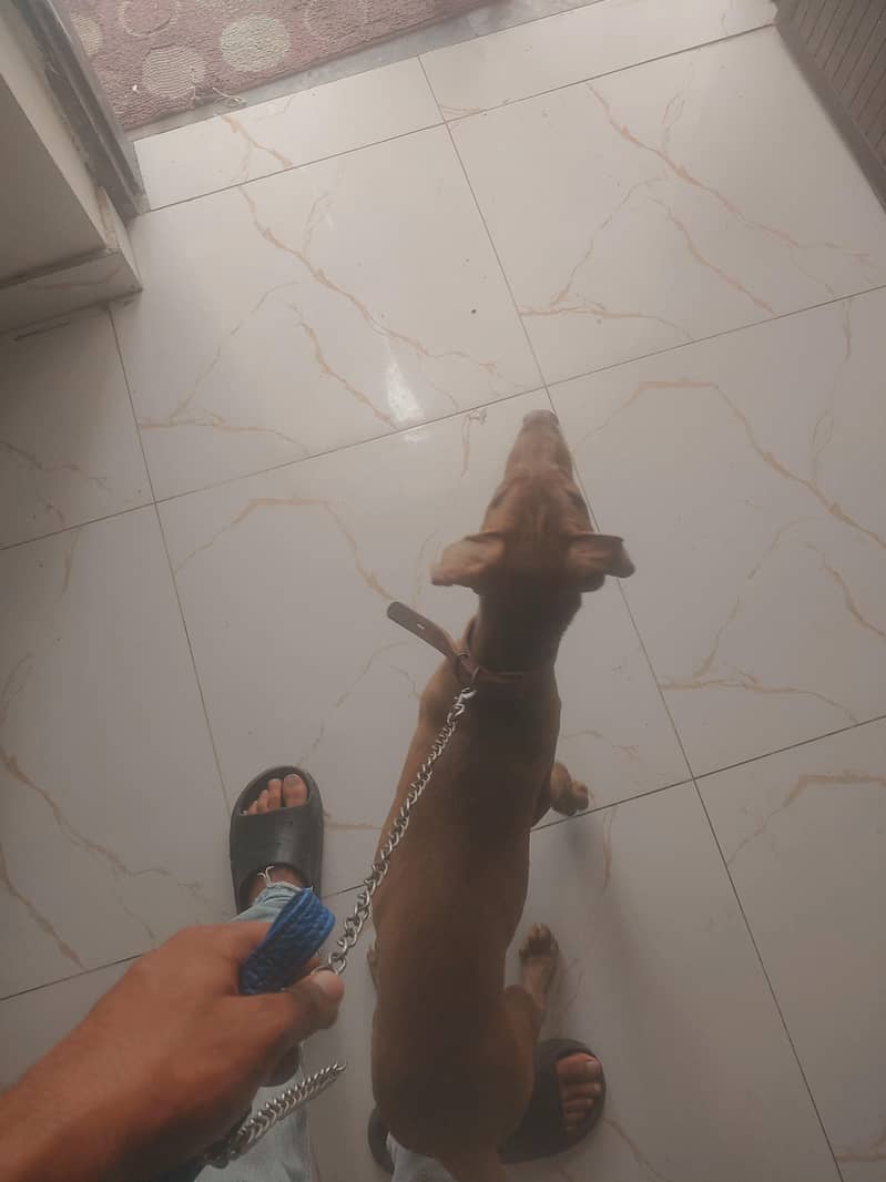 Oppurtunity for Pointer dog lovers. 3