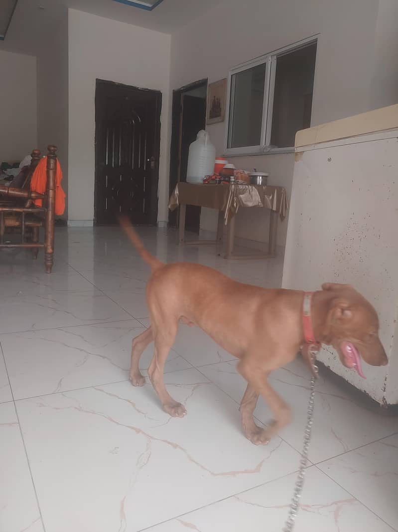 Oppurtunity for Pointer dog lovers. 4