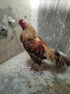 aseel murga 03311079150