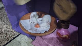 rabits baby white red eye