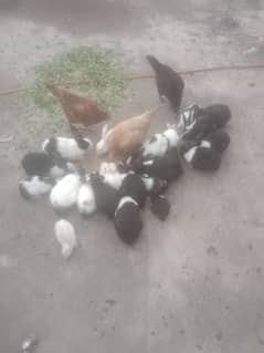 Rabbits
