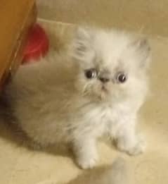 Piki Female | Persian | Kittens |