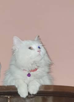 Persian Triple Coat ( ODD -EYES)