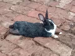 2 female rabbit ha