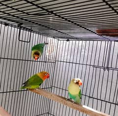 lovebirds