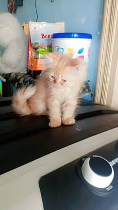 mufasa