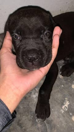 2 month age male puppy for sale
