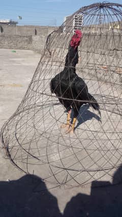 Mushka pair for sale