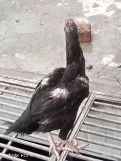 long