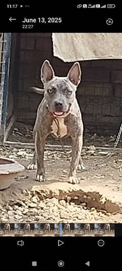 pit bull