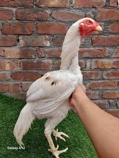 chicks