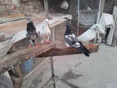 breeder