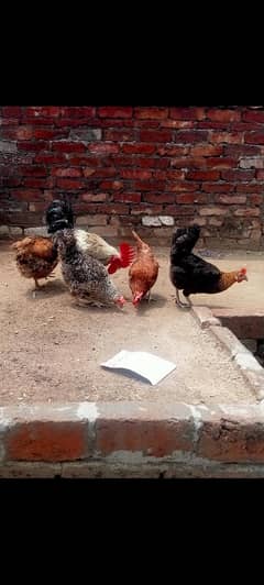 golden misri egg laying hen 0.3. 4774426.97