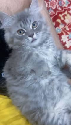 Cat / kitten pair for sell
