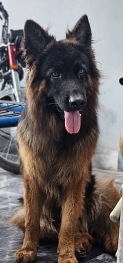 German Shepherd (Male)