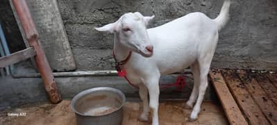 gulabi
