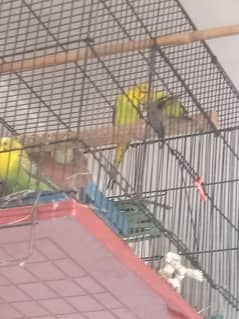 Budgie AND FINCHES