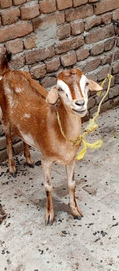 pure nagri path or tapra Bakri with baby female sale. 03226405957