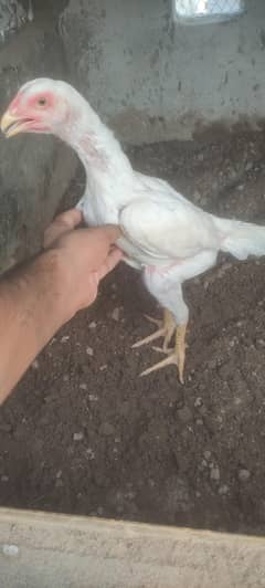 White O Shamo pathi for sale