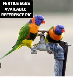 LORIKEETS