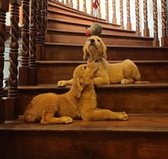 Golden retriever puppies for sale