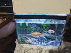 aquarium