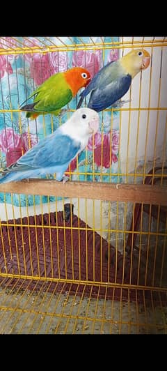voilt parblue opline blue opline green opline lovebirds