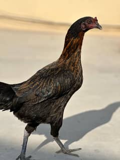 one adeel 2 pure desi hens