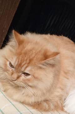 persian male cat