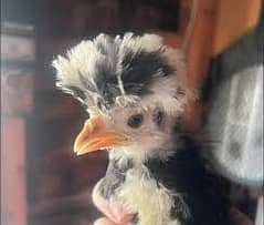 polish chicks |fancy chicks | heera aseel Fertile Eggs |eggs | hen
