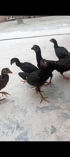 aseel mianwali breed