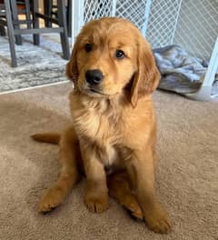 Pedigree Golden Retriever Puppies for Sale – 3 Months Old