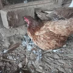 kurk hen