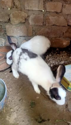 Beautiful Healthy Rabbit for Sale – Friendly & Cute Pet!