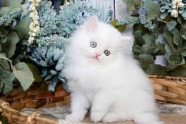 Persian male 2 months old litter trained