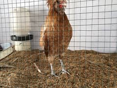Buff laced polish rooster