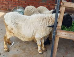 1 Sheep Female With 2 Kids