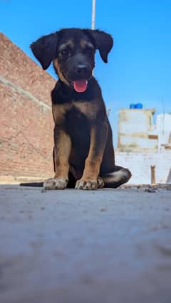 8 months age American lab