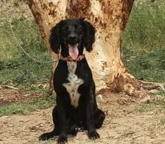 cocker spaniel female age 15 month confirm breeder for sale