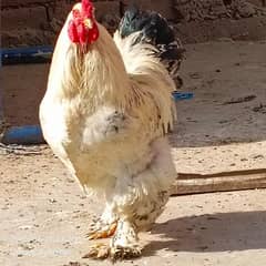brahma