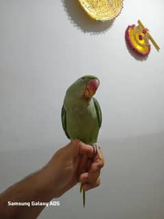HAND TAMED RAW PARROT  confirmed male