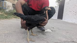 pakoy