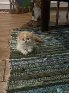 Persian kittens double coated