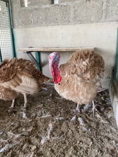 Turkey
