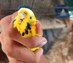 cocktail exhibiking king budgie  or  hogorom or exhibition king size